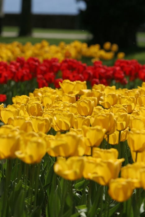 Tulipes a Morges 2006 - 025